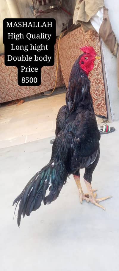 only call WhatsApp aseel murga