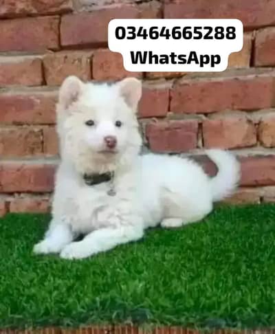 Russian popy doges  pink nose health active urgent for sale