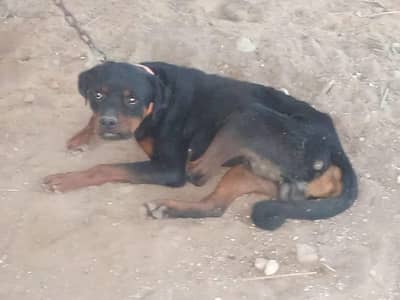 WhatsApp num 0 3 4 1 2 9 7 7 8 3 4