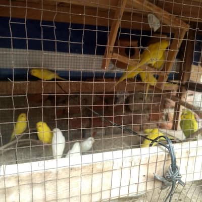 badgies parrots for sale