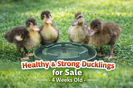 2 Pairs of Healthy Ducklings for Sale