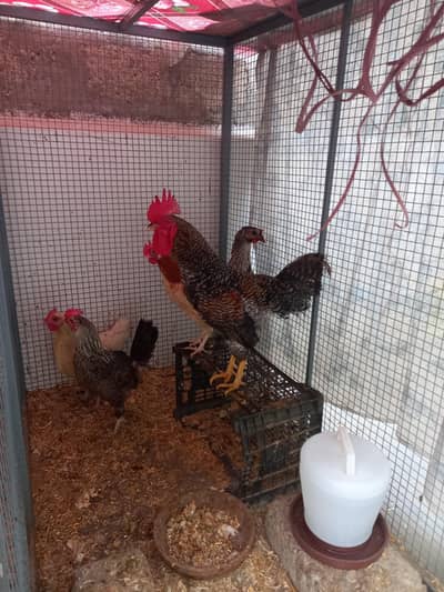 Black Misri Murga Murgi