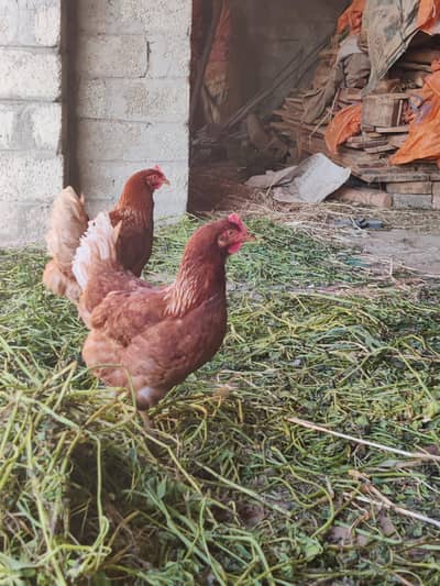 Two German breed hens for eggs.