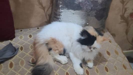 cat for sale pure Persian