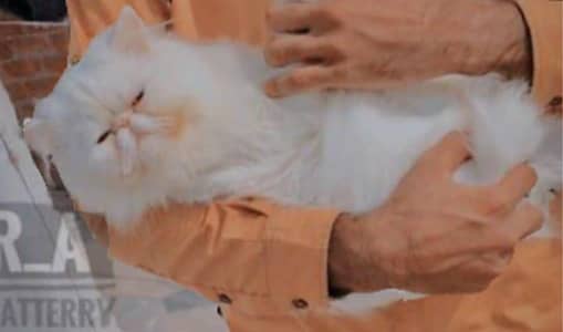 Stud Male for mating propose piki and xtrme punch faceh