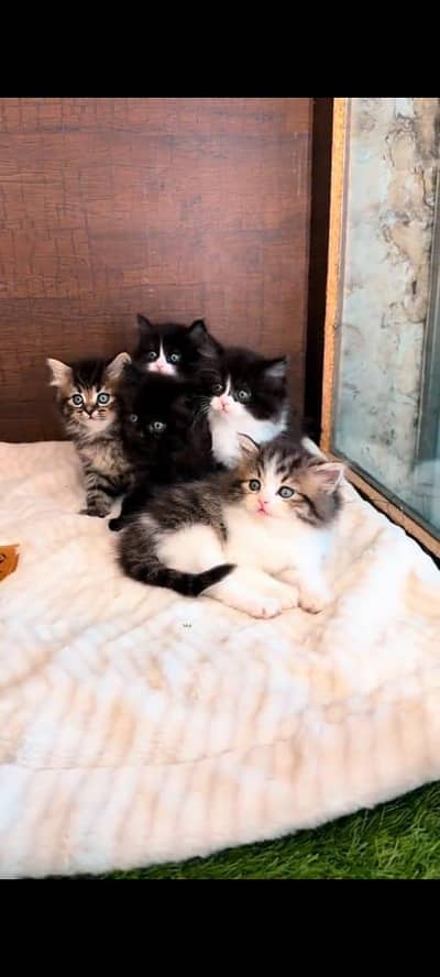 pure persian cats vaccinated triple coated WhatsApp 03316360929