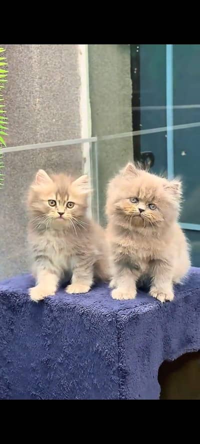 pure persian cats vaccinated triple coated WhatsApp 03316360929