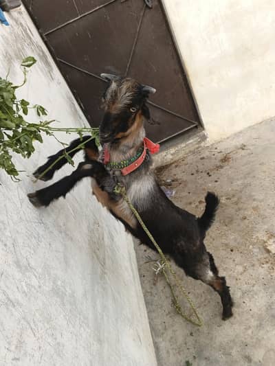 bakra for seal mashallah se bahut achcha Bakra hai