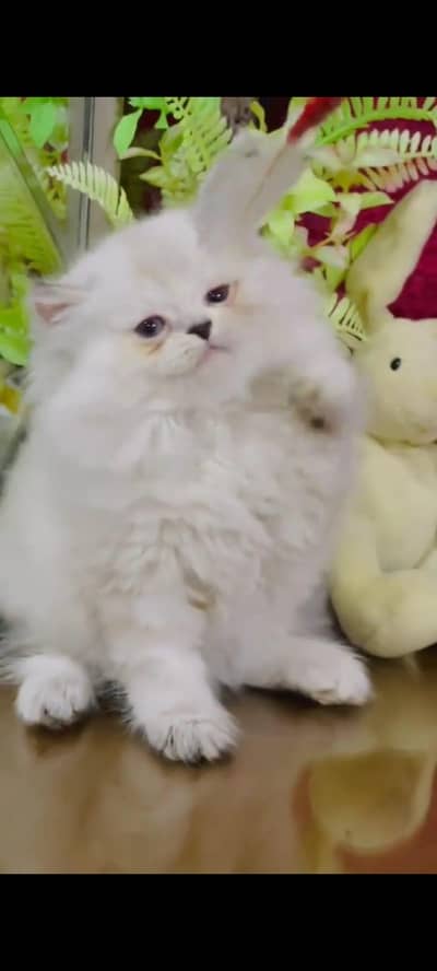 pure persian cats vaccinated triple coated WhatsApp 03316360929