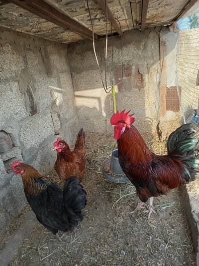 2 Murgian 1 murga for sale egg deti hn