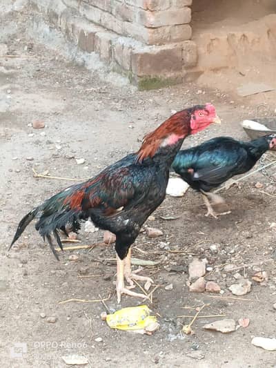 Aseel patha . boht mazbot aseel patha tukay huway jor