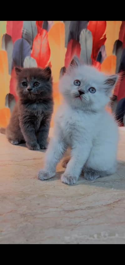 pure persian cats vaccinated triple coated WhatsApp 03316360929
