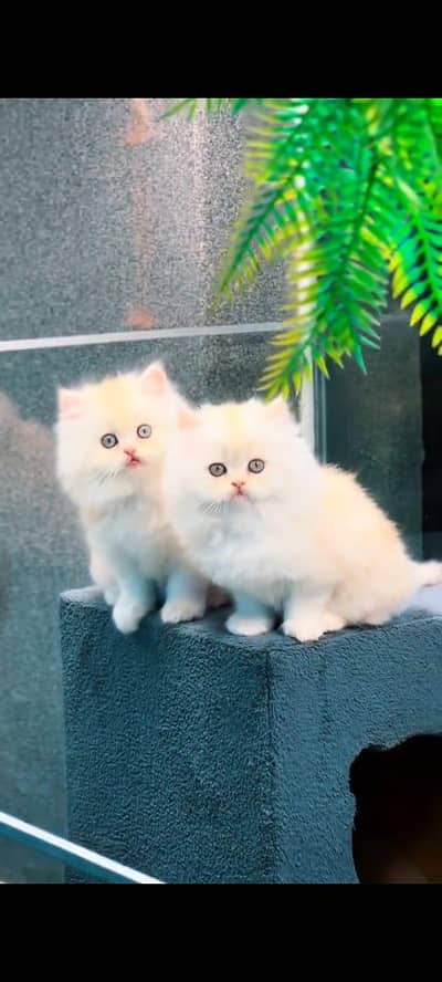 pure persian cats vaccinated triple coated WhatsApp 03316360929