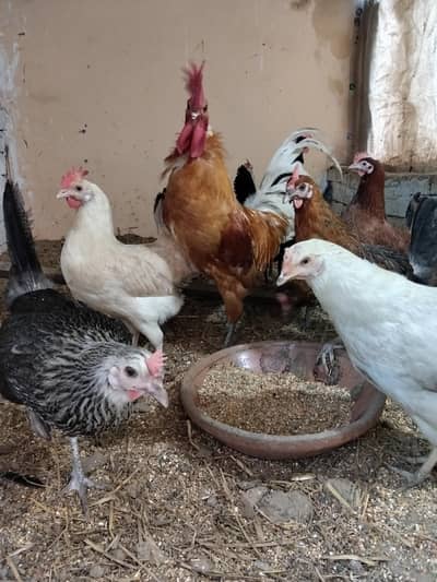 1500 may Gahr ki Dessi Andy Wali Murgeya