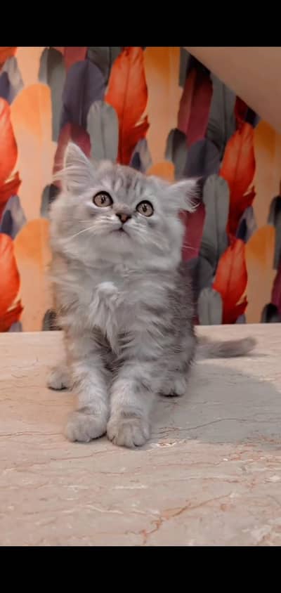 pure persian cats vaccinated triple coated WhatsApp 03316360929