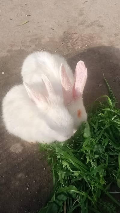 REG EYES FULL WHITE RABBIT BREEDER PAIR FOR SALE