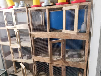cage and incubator