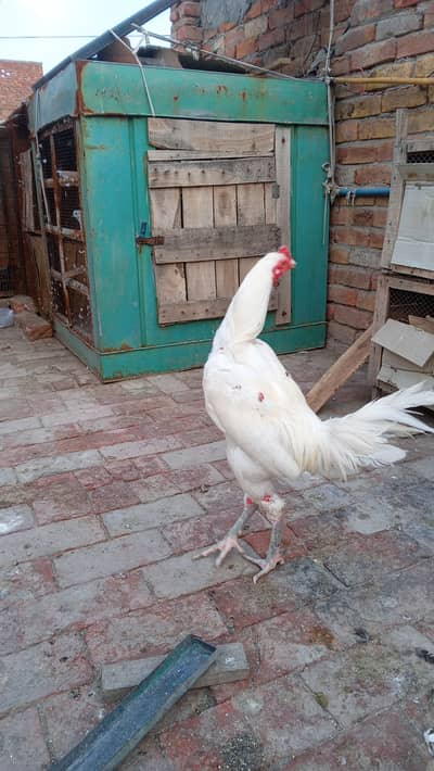 White Heera male for sale