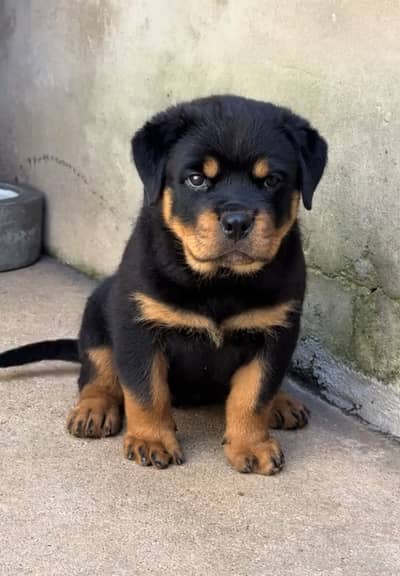 Rottweiler puppies 92@330*5406*115