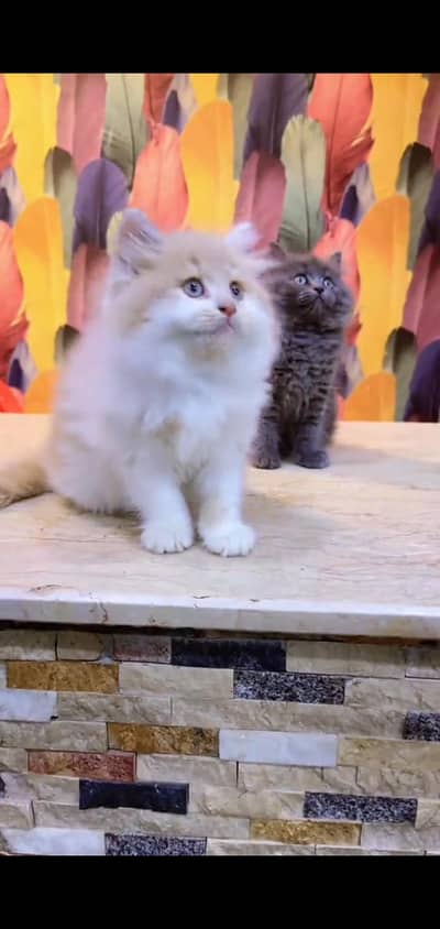 Persian cat's vaccinated triple coted healthy active/ 0331/6360929/
