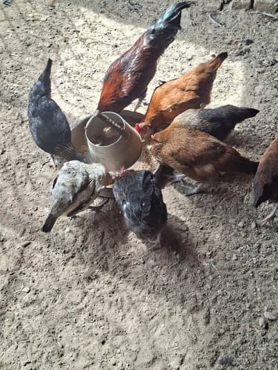 1 murgha or 6 murghiyaan