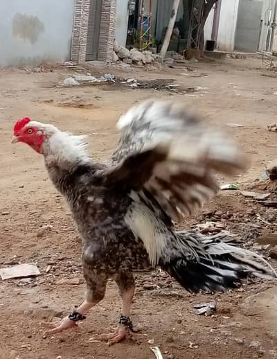 jawa and aseel murga murgi