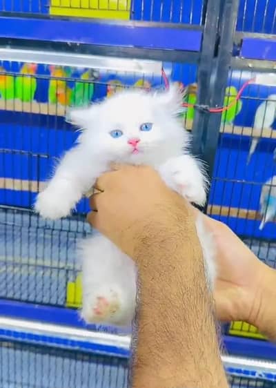 Persian female kitten for sale delivery available all Pakistan