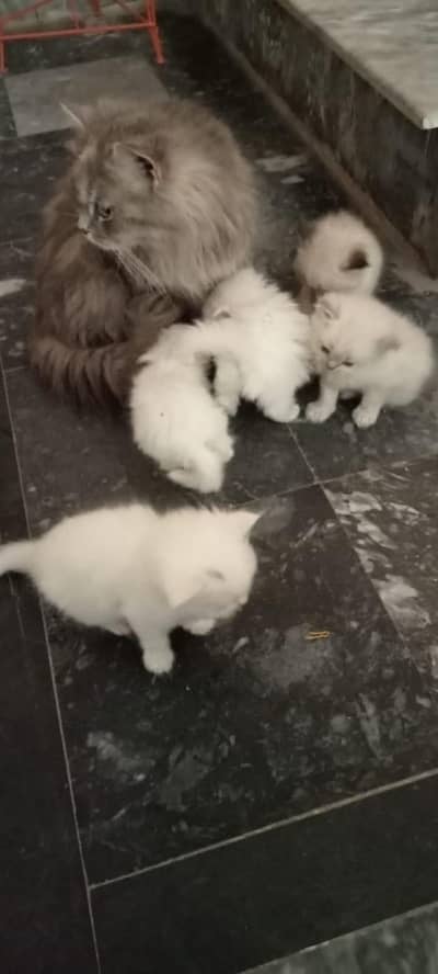 Persian mix punch face kittens