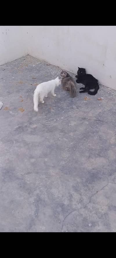 cats for sell