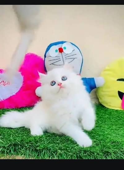 Persian female kitten for sale delivery available all Pakistan