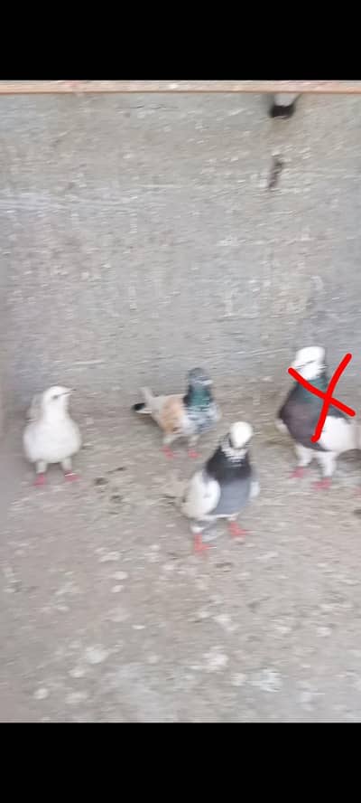 Patti wale+ kabli kabutar top quality  0,3,1,5,30,2,1,2,3,7