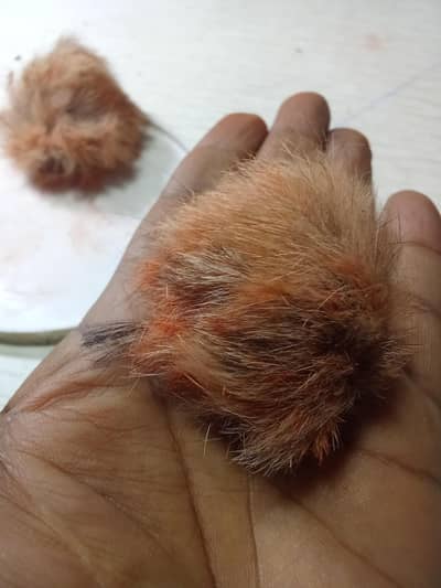 ghidr shngi for sale contact 03239652384