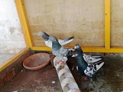 pigeon pair for sale