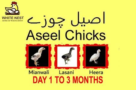 Aseel Chicks of Mianwali Lasani Lakha Jawa Mushka Heera, Fertile Eggs