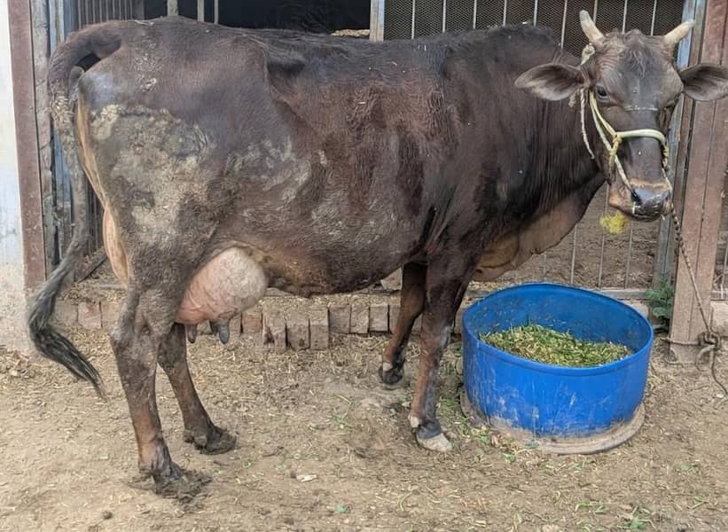 چولستانی گائے 0