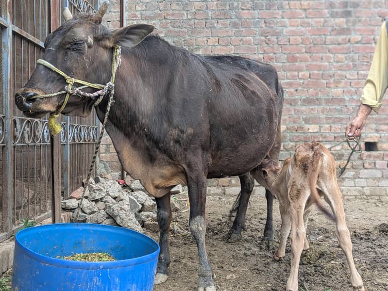 چولستانی گائے 1