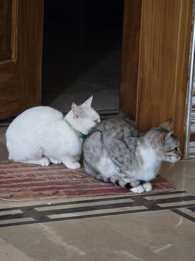 persian cats for sale single coated