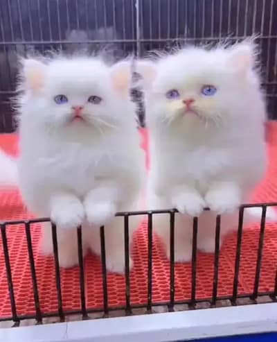 Persian female kitten for sale delivery available all Pakistan