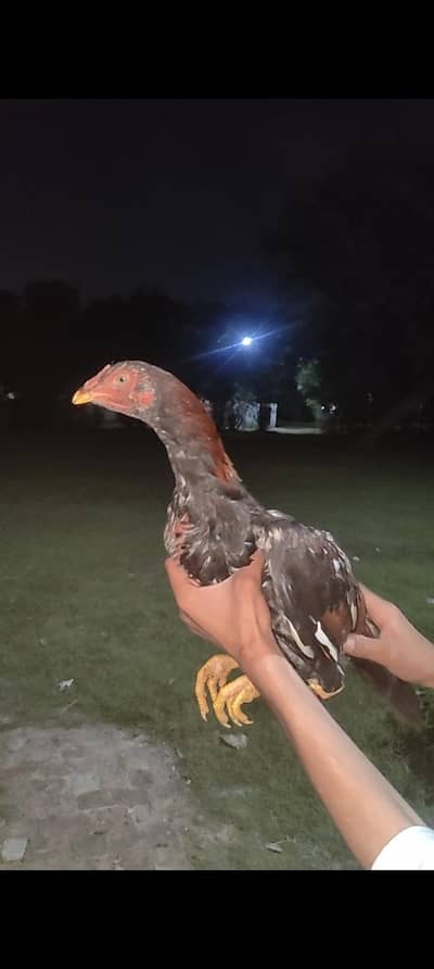 Mianvali or shamo cross bechy ha /03220405155