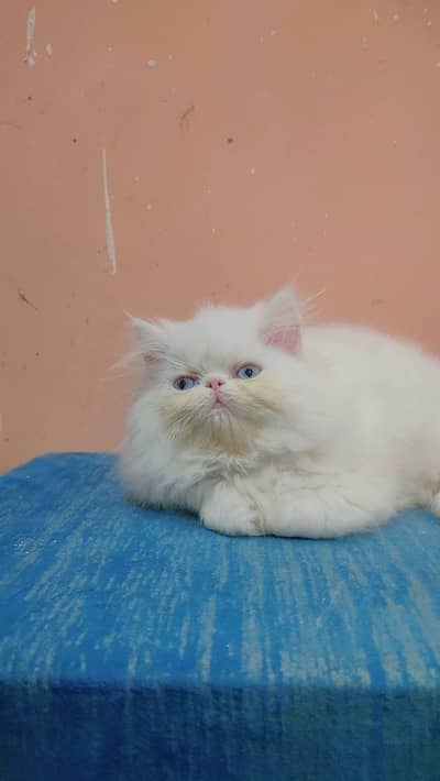 Persian female kitten for sale delivery available all Pakistan