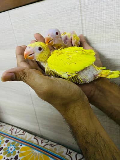 Yellow ringneck chick