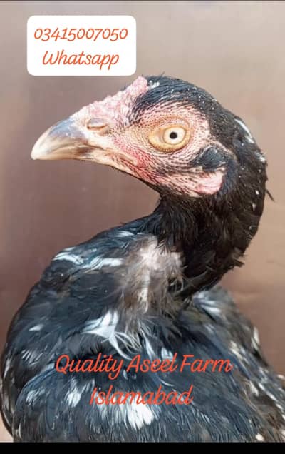 Quality Aseel Farm Islamabad