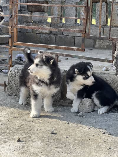 Imported pedigree males