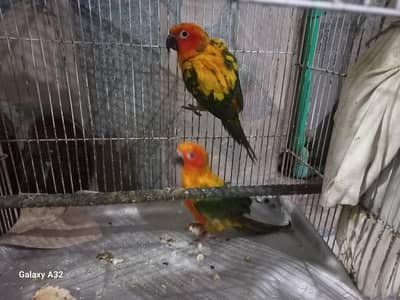 Sunconur pair
