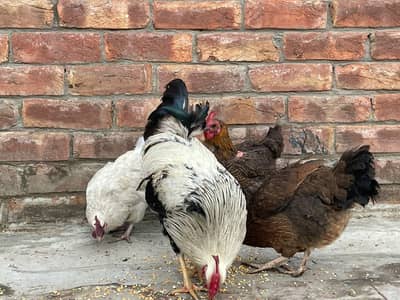 Desi Murgha Or 3 Murghia