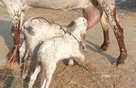 2 Bacchon Ka Sath Desi Bakri For Sale (Call "_03487390292)