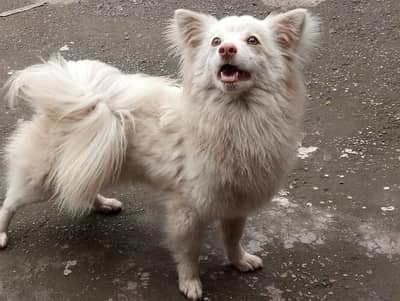 Russian Dog Available Healthy And Active