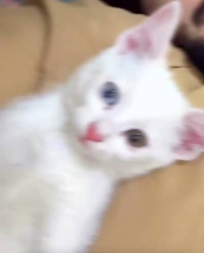 Double coated and double eyes color