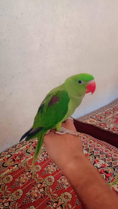 kashmiri rah  03095255986