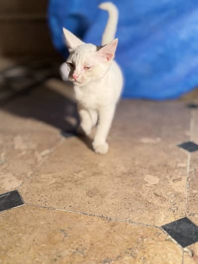 Persian double cat 3 months